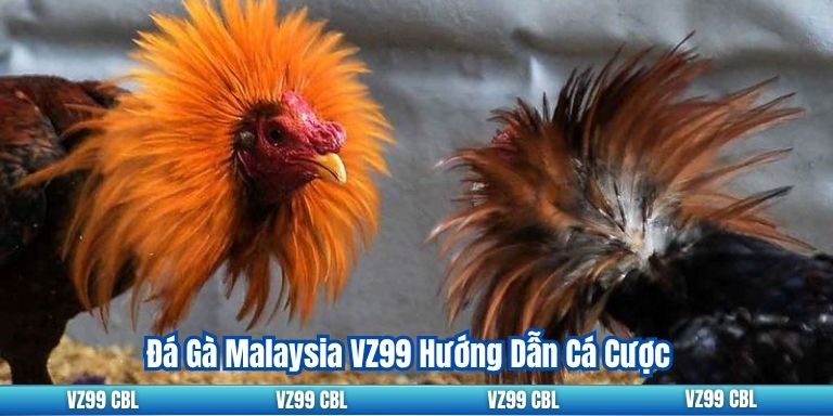 Đá Gà Malaysia VZ99 Hướng Dẫn Cá Cược 5 Đá Gà Malaysia VZ99 Hướng Dẫn Cá Cược