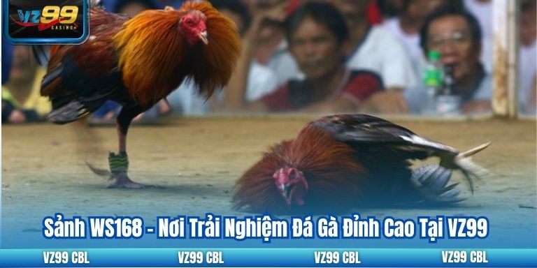Sảnh WS168 – Nơi Trải Nghiệm Đá Gà Đỉnh Cao Tại VZ99 15 Sảnh WS168 – Nơi Trải Nghiệm Đá Gà Đỉnh Cao Tại VZ99