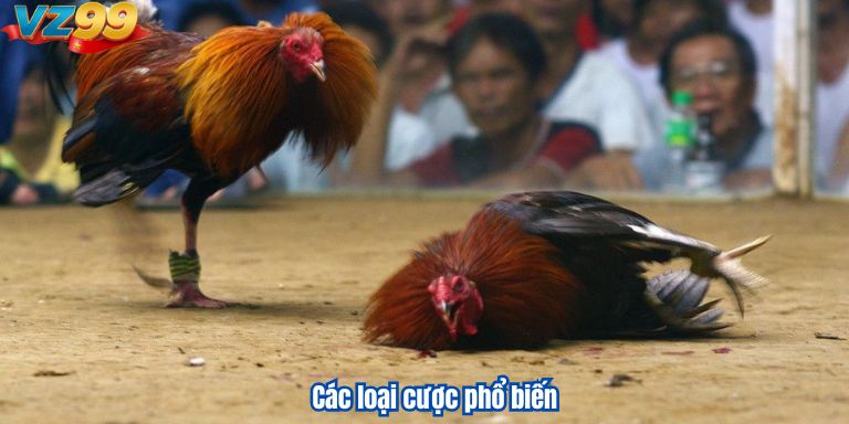 Đá Gà Phi VZ99 – Những Trận Đấu Kê Đỉnh Cao 3 Các loại cược phổ biến