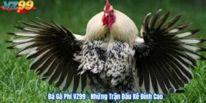 Đá Gà Phi VZ99 – Những Trận Đấu Kê Đỉnh Cao