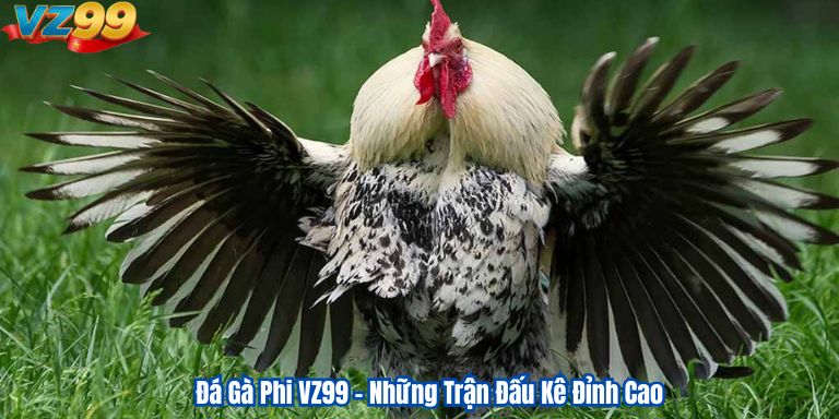 Đá Gà Phi VZ99 – Những Trận Đấu Kê Đỉnh Cao 1 Đá Gà Phi VZ99 – Những Trận Đấu Kê Đỉnh Cao