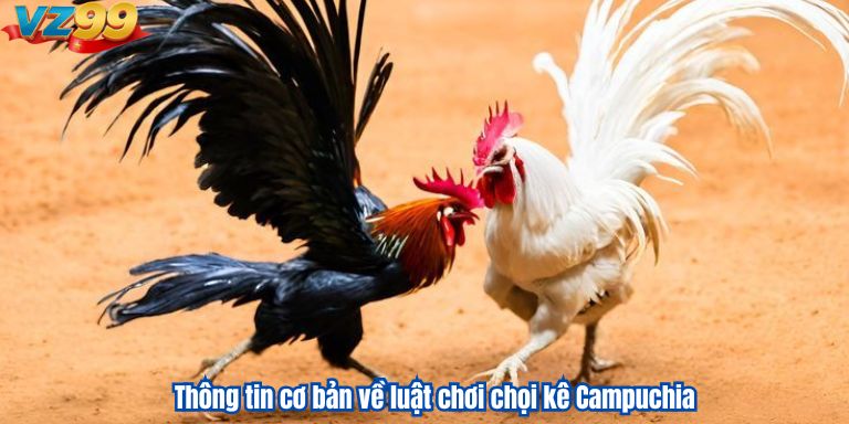 Đá Gà Campuchia VZ99 – Các Trận Chiến Đỉnh Cao Giữa Các Chiến Kê 2 Thông tin cơ bản về luật chơi chọi kê Campuchia