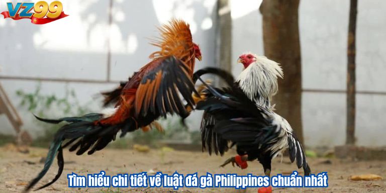 Đá Gà Phi VZ99 – Những Trận Đấu Kê Đỉnh Cao 2 Tìm hiểu chi tiết về luật đá gà Philippines chuẩn nhất