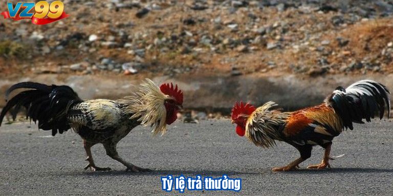 Đá Gà Campuchia VZ99 – Các Trận Chiến Đỉnh Cao Giữa Các Chiến Kê 3 Tỷ lệ trả thưởng